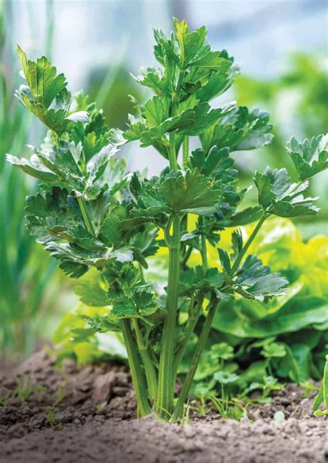 pip celery.